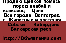 Продаю щенков помесь пород алабай и кавказец. › Цена ­ 1 500 - Все города, Волгоград г. Животные и растения » Собаки   . Кабардино-Балкарская респ.